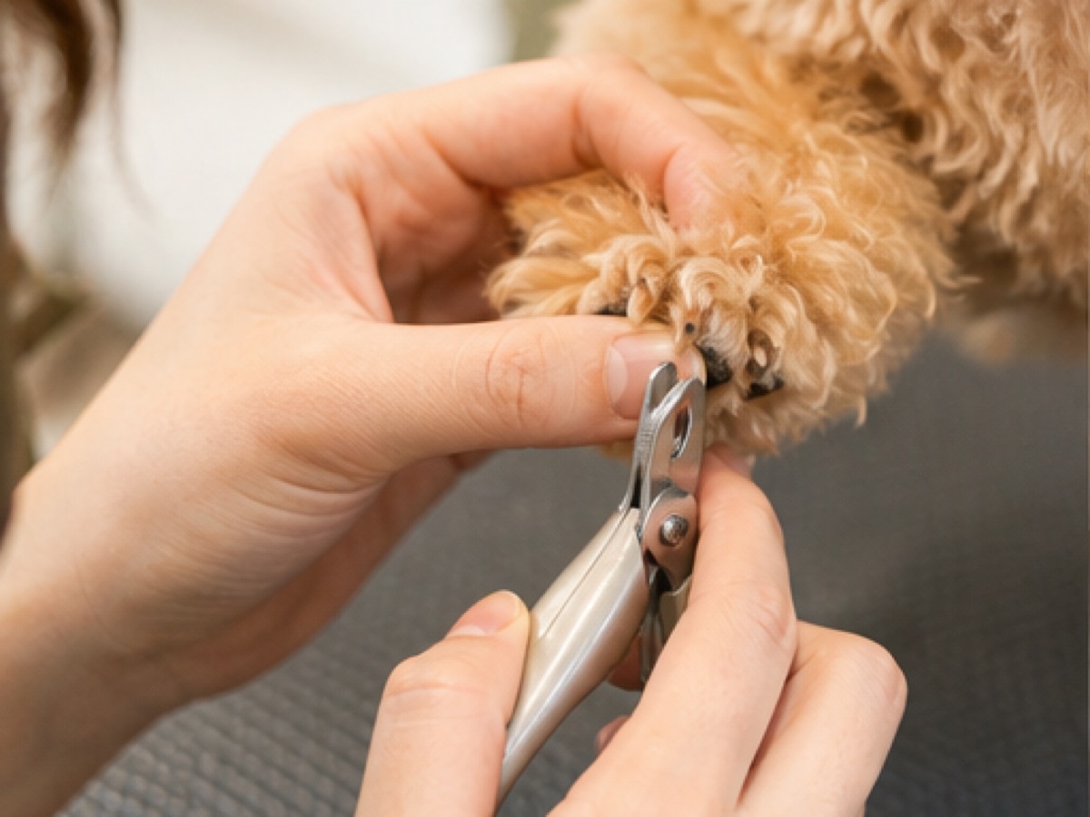 犬の足元を丁寧にケアする手元
